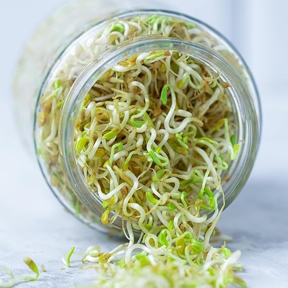 Glass Sprout Maker Set — Buy 1 Get 1 Free