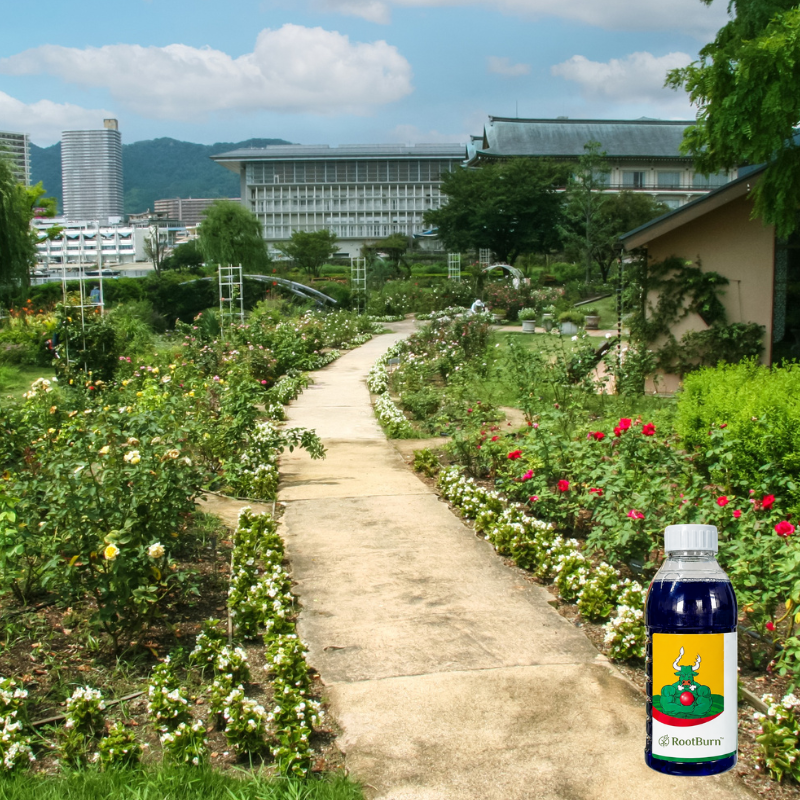 RootBurn Weed Control Spray | Buy 1 Get 1 Free